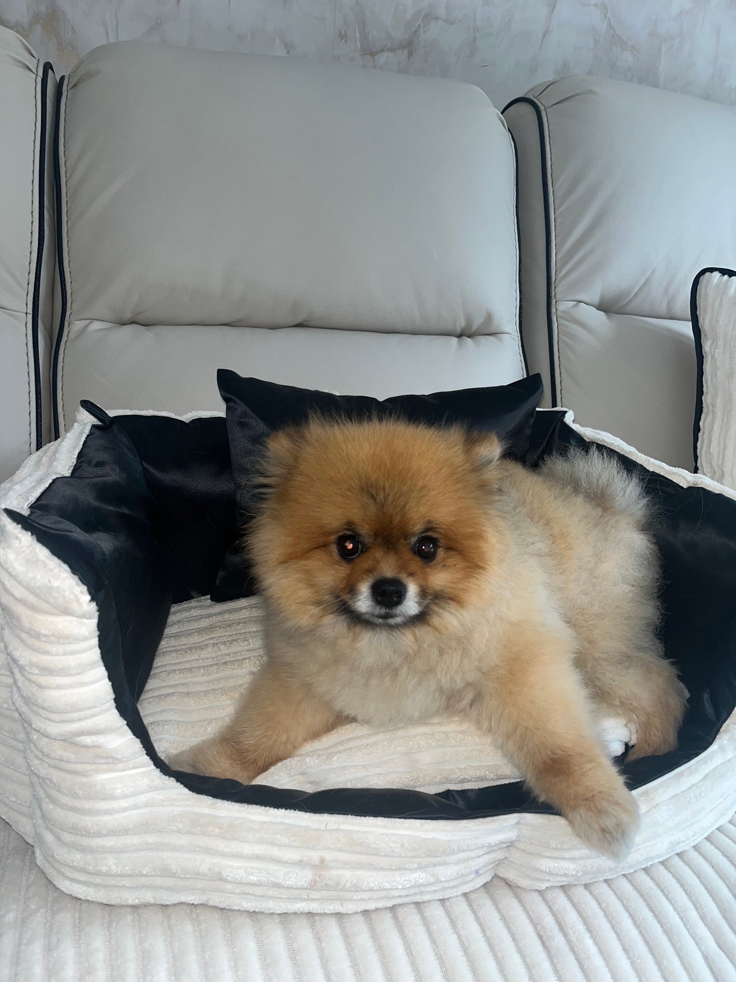 Cream And Black Customised Dog Bed