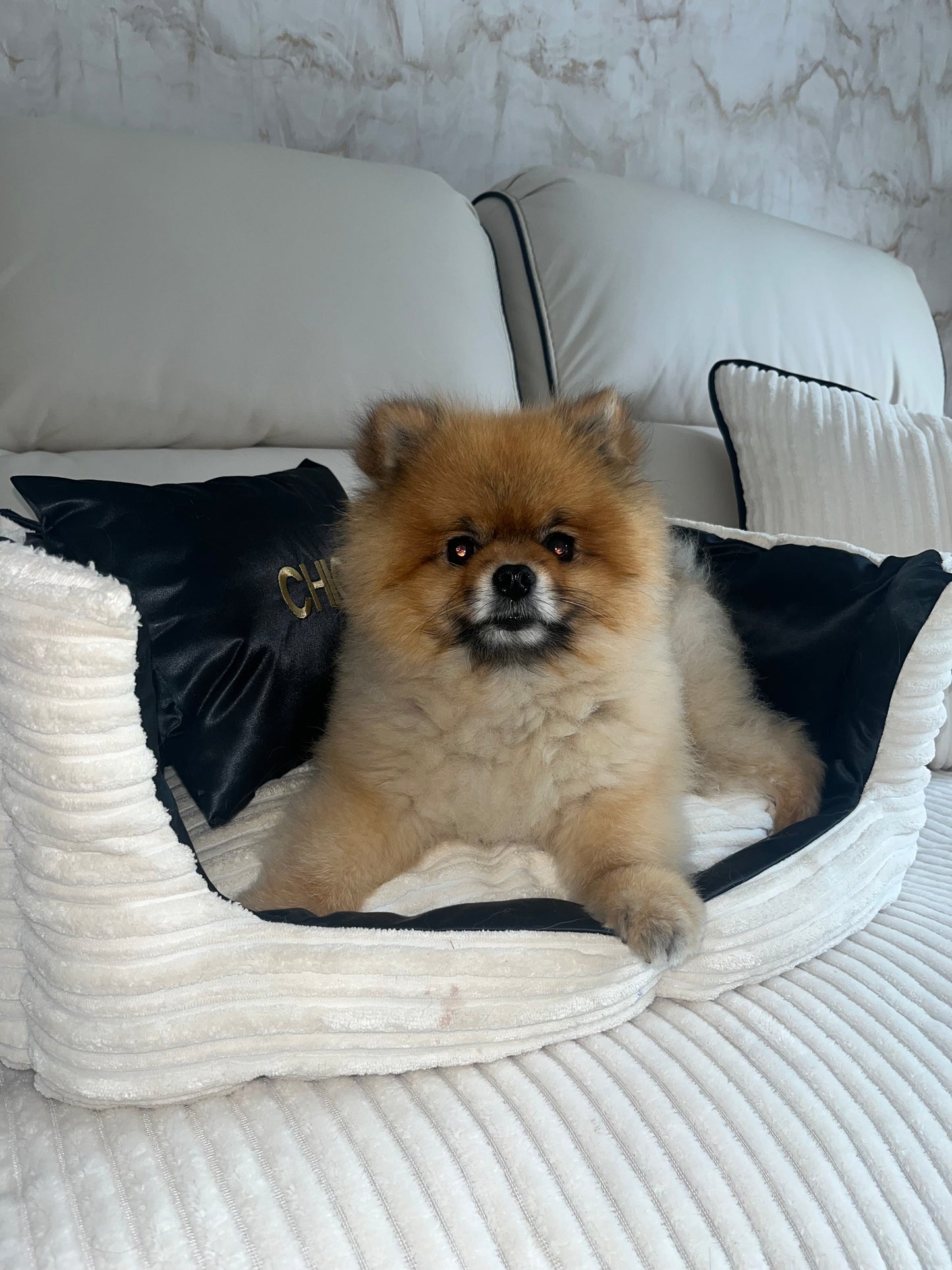 Cream And Black Customised Dog Bed