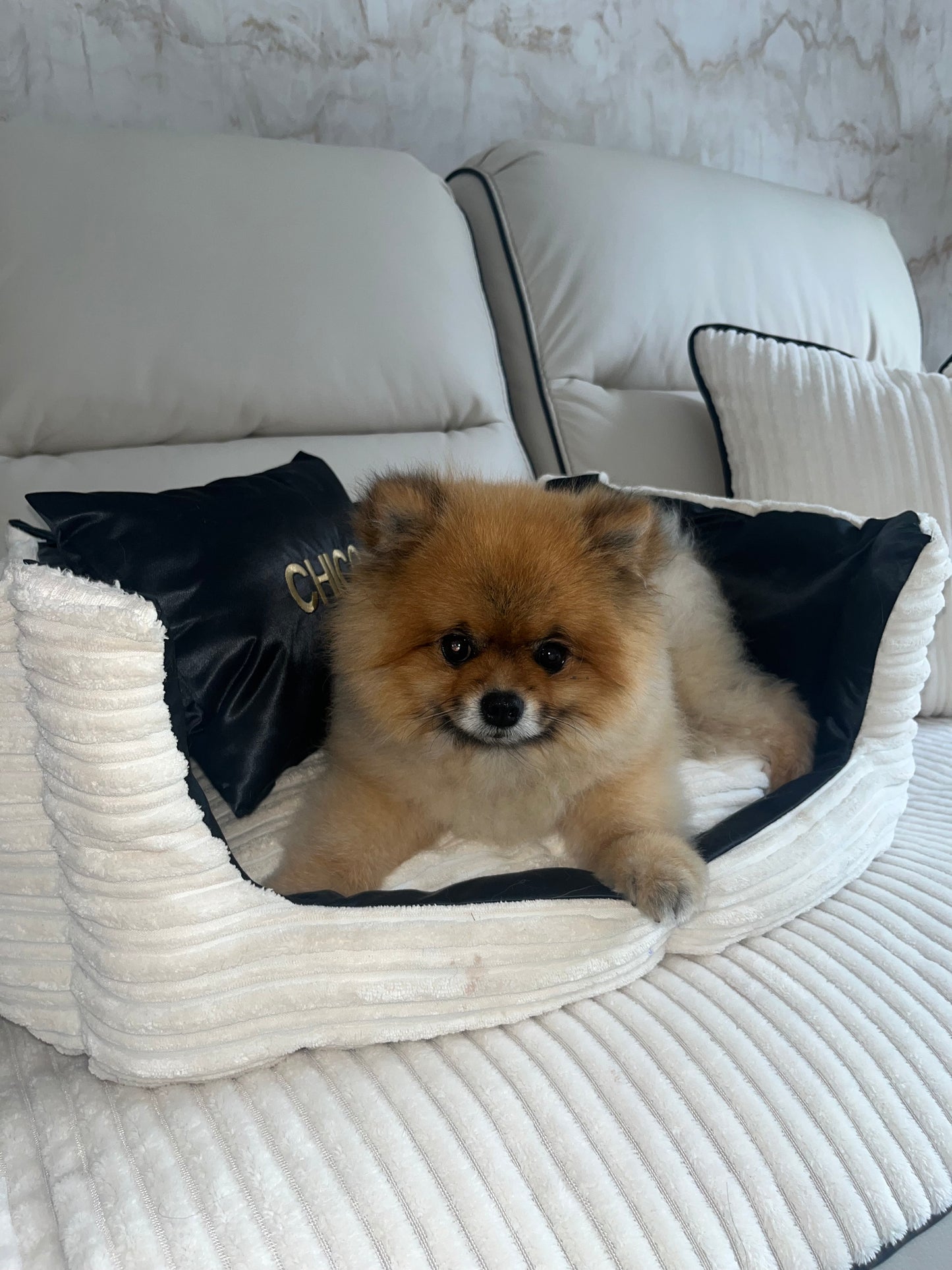 Cream And Black Customised Dog Bed